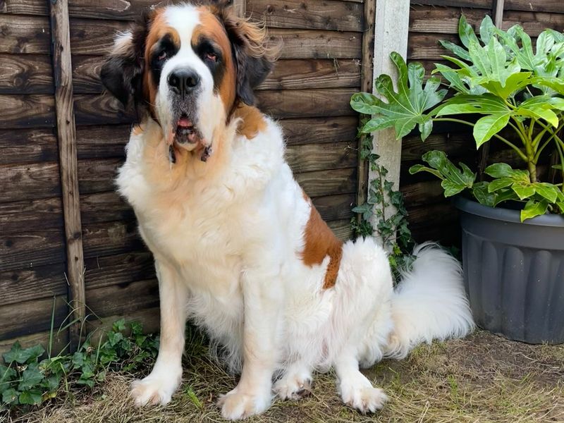 St bernard dogs sales for adoption